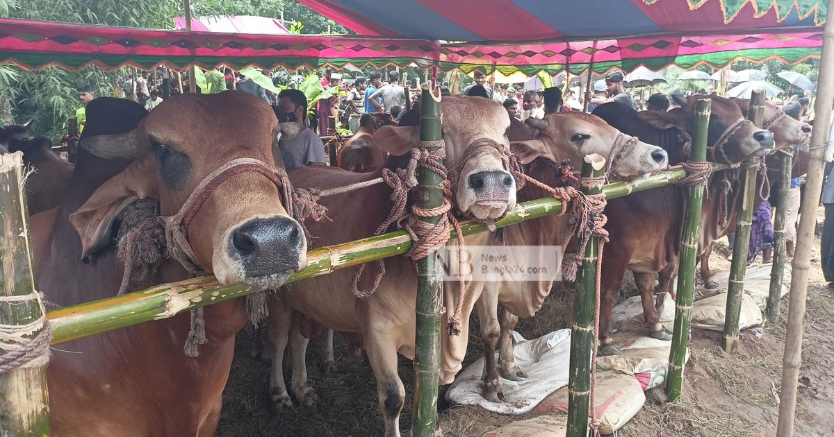 চাহিদার-সঙ্গে-কুমিল্লায়-মাঝারি-গরুর-দামও-বেশি