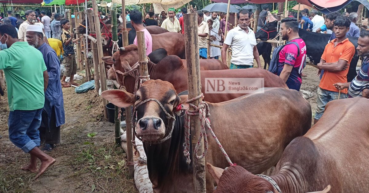চাহিদার সঙ্গে কুমিল্লায় মাঝারি গরুর দামও বেশি