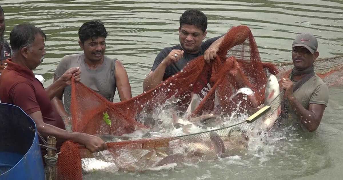 দেশীয় হারানো মাছ ফিরিয়ে আনবেন মান্নান