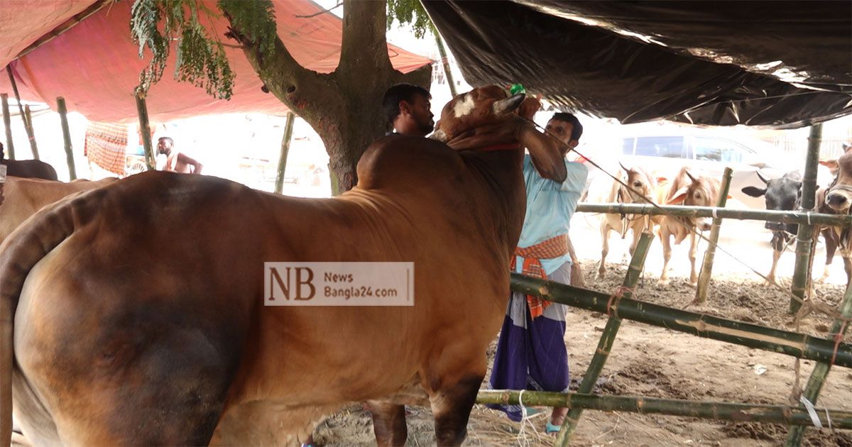 কোরবানির-গরুর-সেভেন-আপ-পান