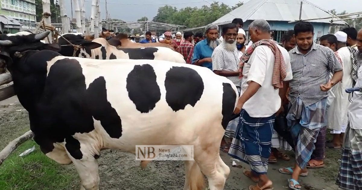 মাদারীপুরে-শেষ-মুহূর্তে-জমে-উঠেছে-কোরবানির-পশুর-হাট