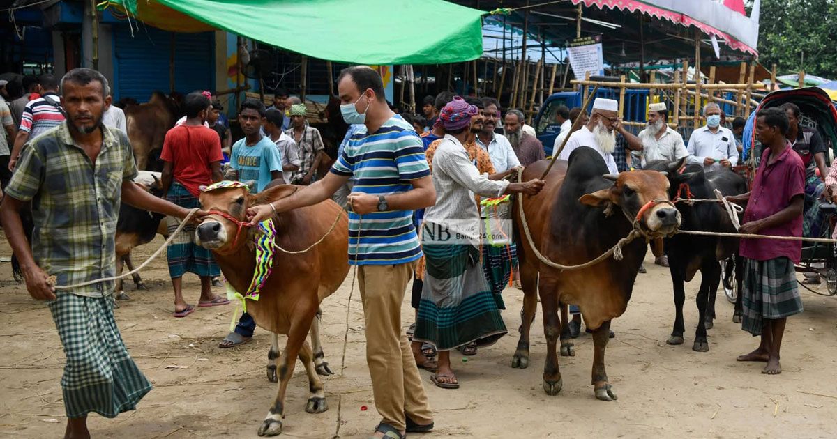 মাঝারি-গরুর-বিক্রি-বেড়েছে-বড়-গরু-নিয়ে-শঙ্কা