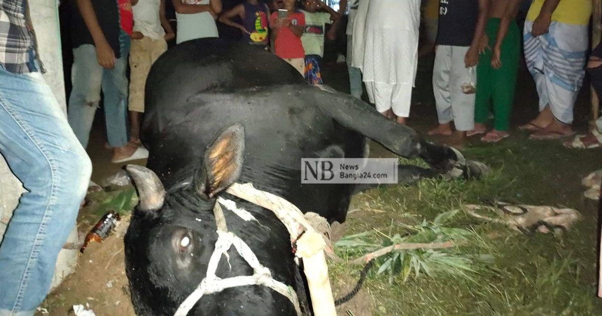 হাটে মৃত্যু ৪ লাখ টাকা দাম হাঁকানো ষাঁড়ের