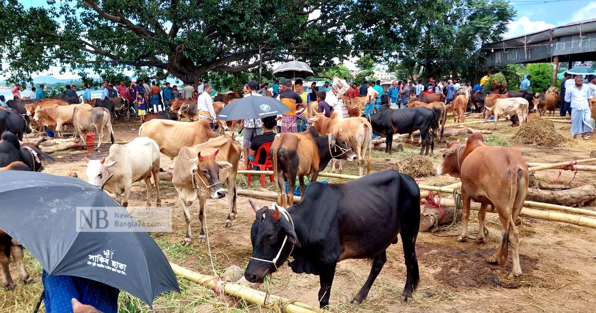 রাঙামাটিতে জমে উঠেছে পশুর হাট, বেড়েছে দামও 