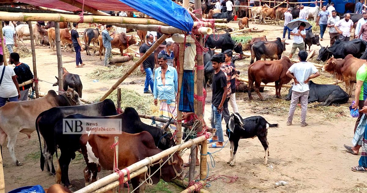 রাঙামাটিতে-জমে-উঠেছে-পশুর-হাট-বেড়েছে-দামও-