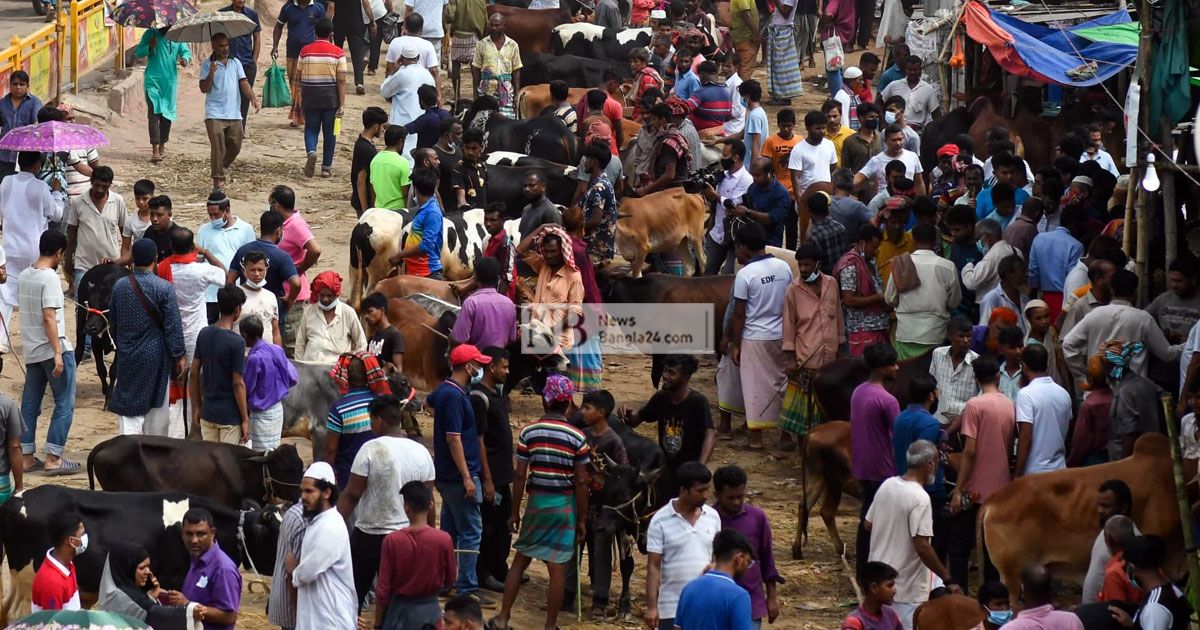 ঈদের আগের দিন দাম কমছে বড় গরুর
