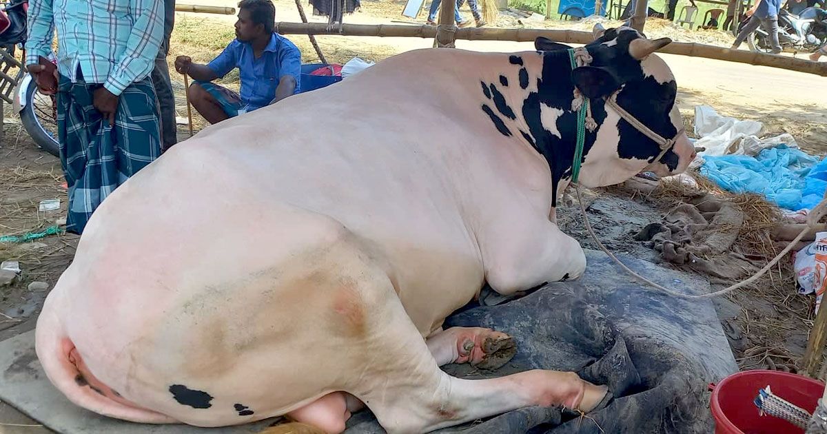 সাড়ে ১০ লাখে দেননি, এখন ৭ লাখ বলা লোককে খুঁজছেন