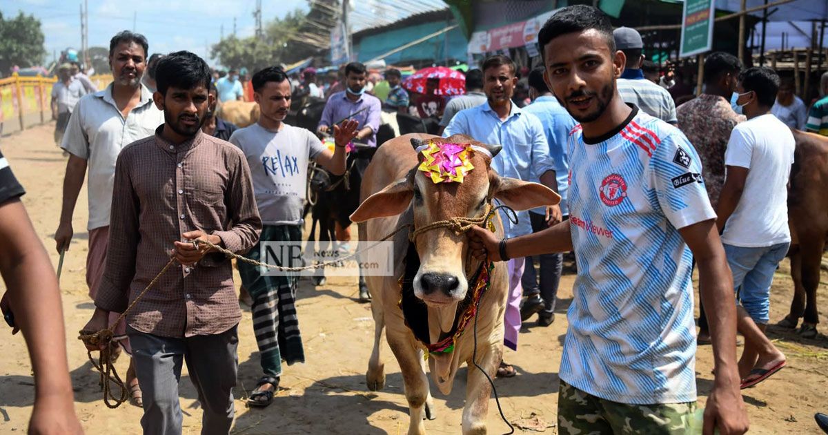 কোরবানিদাতার আস্থা দেশি গরুতেই