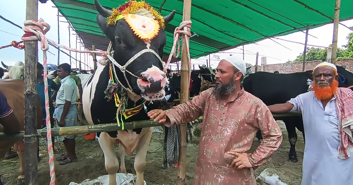 ঈদের আগের দিন দাম কমছে বড় গরুর