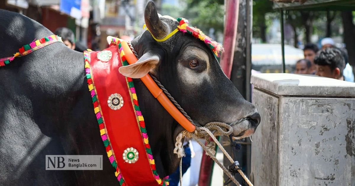 অর্থনৈতিক চাপেও কোরবানি বেড়েছে সাড়ে ৮ লাখ