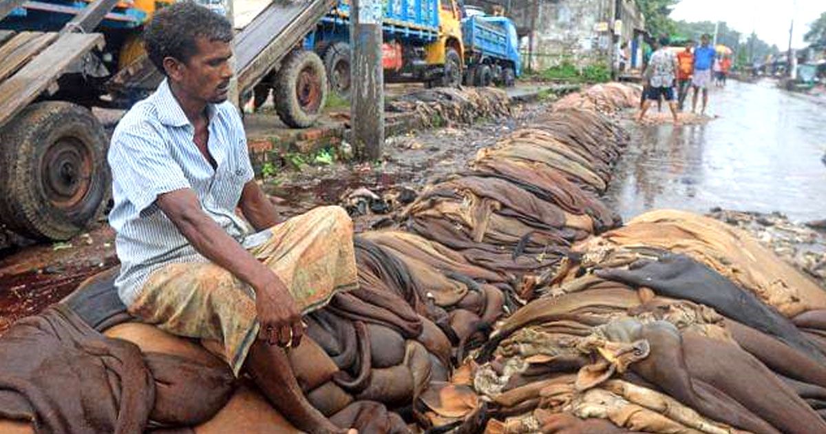 চট্টগ্রামে প্রথম দিন লক্ষাধিক চামড়া সংগ্রহ 