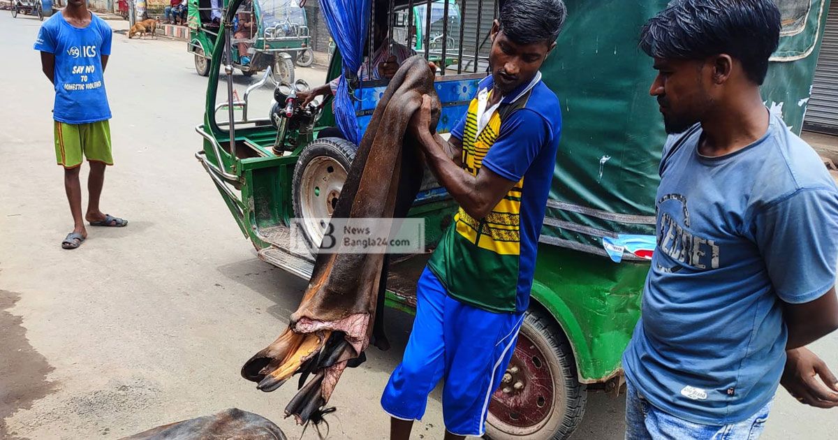 খুলনায় গরুর চামড়া ৩০০-৬০০ টাকা, ছাগলের ফ্রি