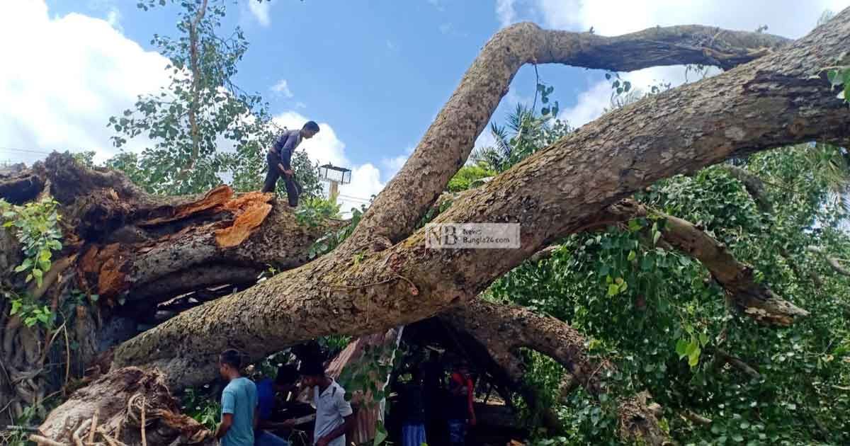 ভেঙে পড়েছে সেবাশ্রমের ২০০ বছরের পুরোনো বটগাছ