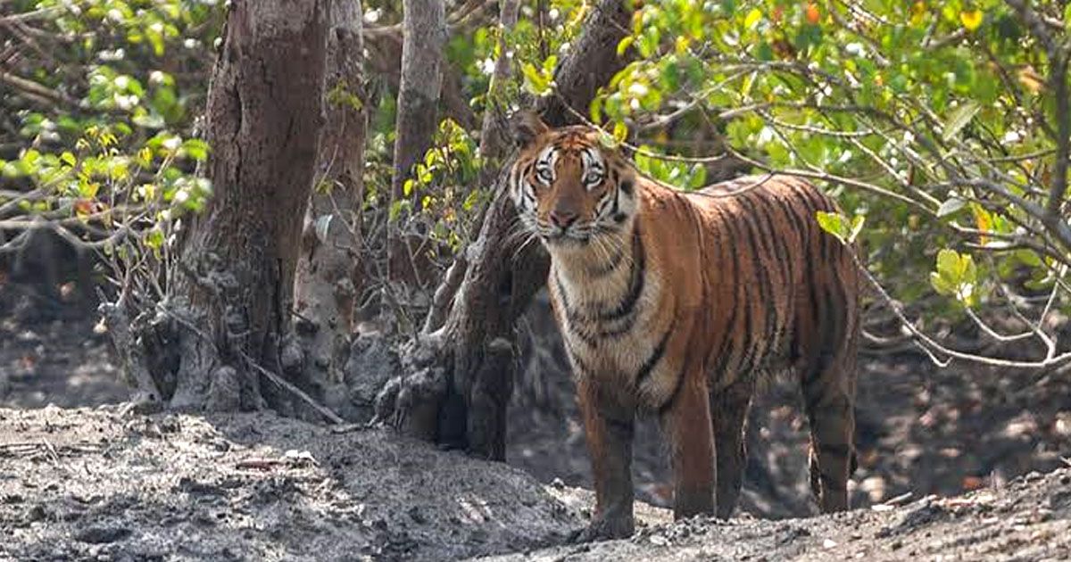 ঘেরের-পাশে-বাঘের-হাঁটাহাঁটি-গোলাখালী-গ্রামে-আতঙ্ক