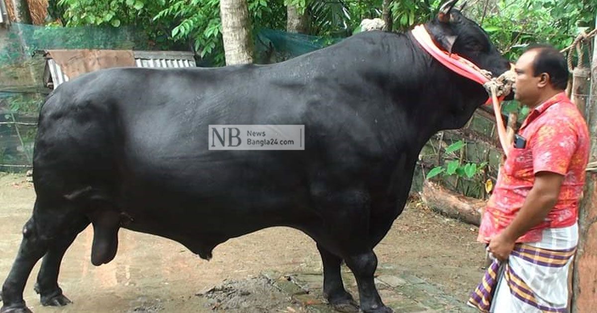 খামারির-দুশ্চিন্তা-বাড়িয়েছে-কালো-মানিক