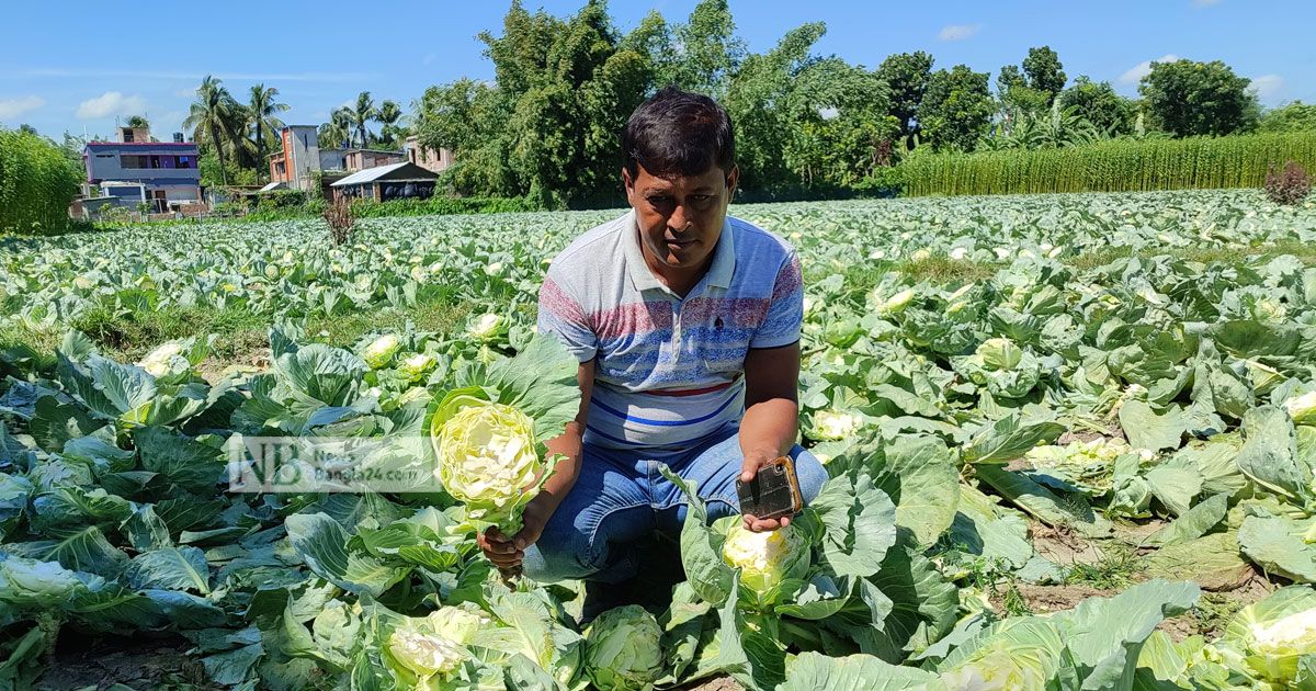 বাঁধাকপি কাটল কে