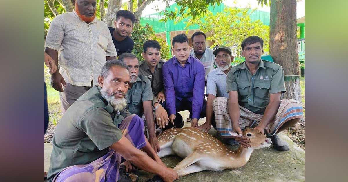 একই দিনে এক গ্রাম থেকে হরিণ ও অজগর উদ্ধার