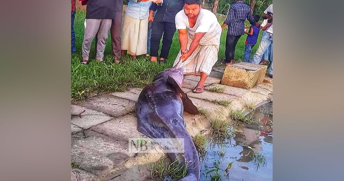 হালদায়-এক-সপ্তাহে-৩-ডলফিনের-মৃত্যুর-কারণ-কী