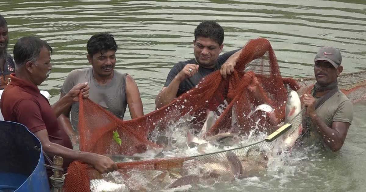 মাছ রপ্তানিতে যশোরের আয় সাড়ে ৩০০ কোটি টাকা