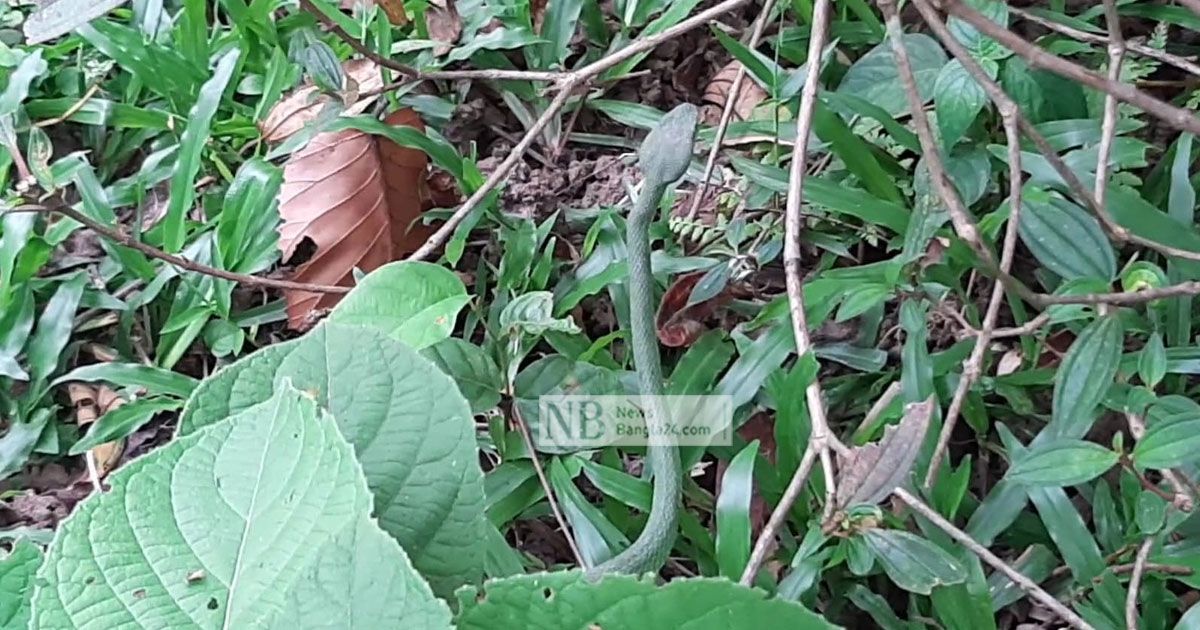 বিষধর সাপ উদ্ধারের পর বনে অবমুক্ত