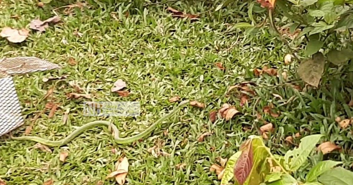 বিষধর সাপ উদ্ধারের পর বনে অবমুক্ত