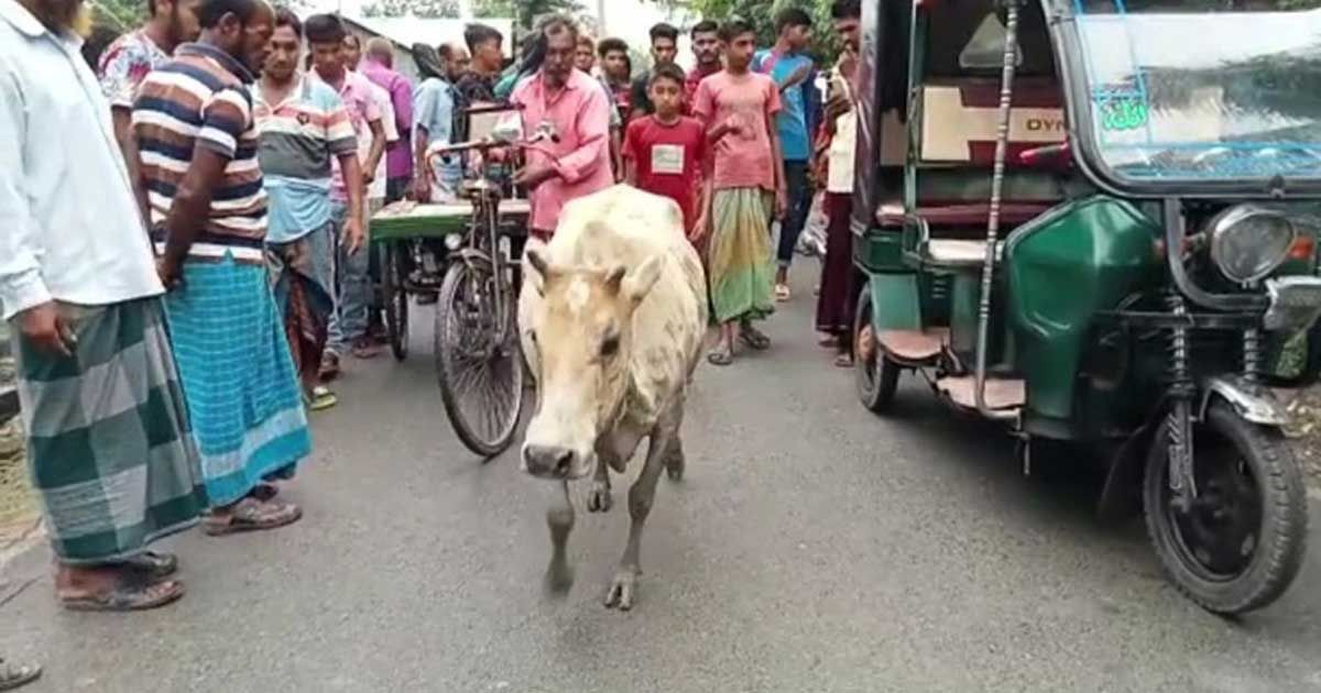 কুমিরের-মুখ-থেকে-ফিরে-এলো-গরুটি