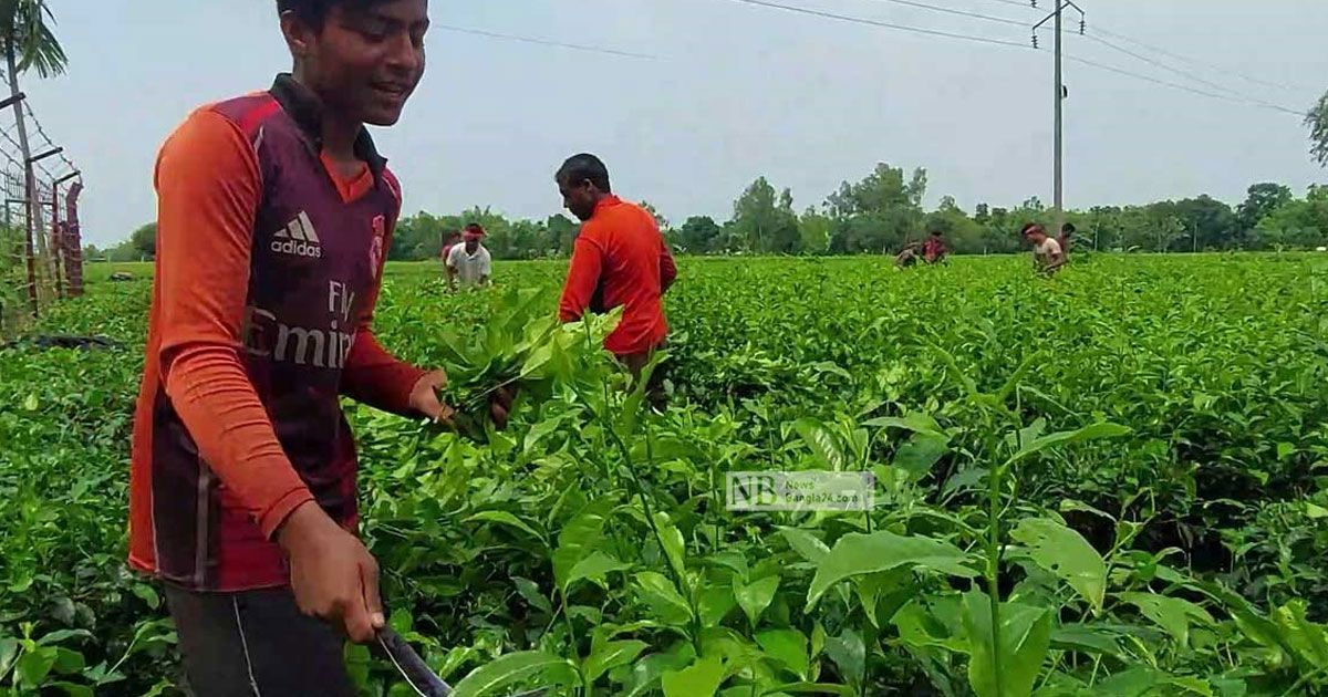 কাঁচা-চা-পাতা-কেনায়-সিন্ডিকেট-২-কারখানাকে-জরিমানা