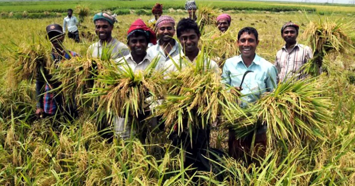 কৃষি খাতে গুরুত্বপূর্ণ ১৩ জন পাচ্ছেন এআইপি সম্মাননা