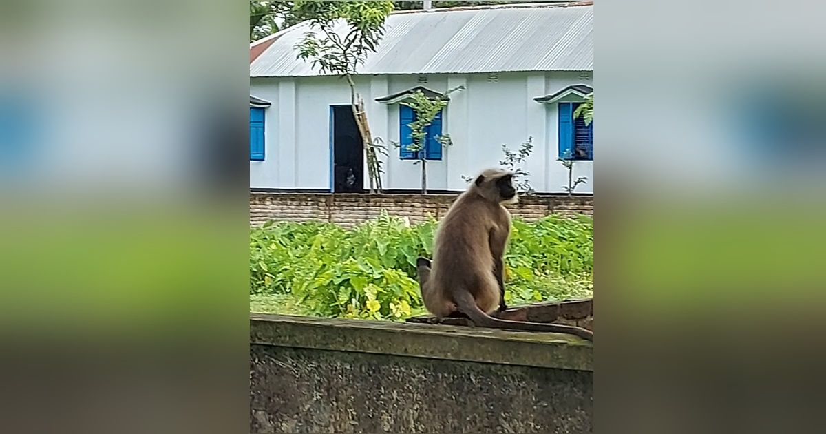 লোকালয়ে আসা হনুমানকে বিরক্ত না করার আহ্বান