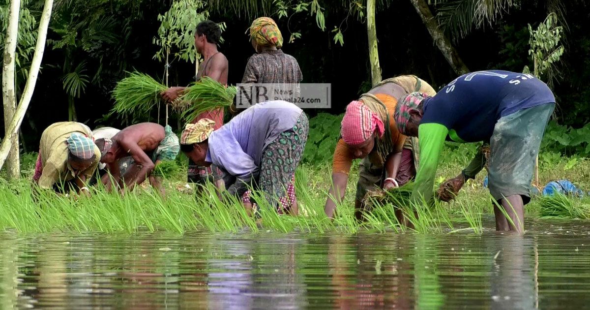 আমনের মৌসুমে সারের হাহাকার