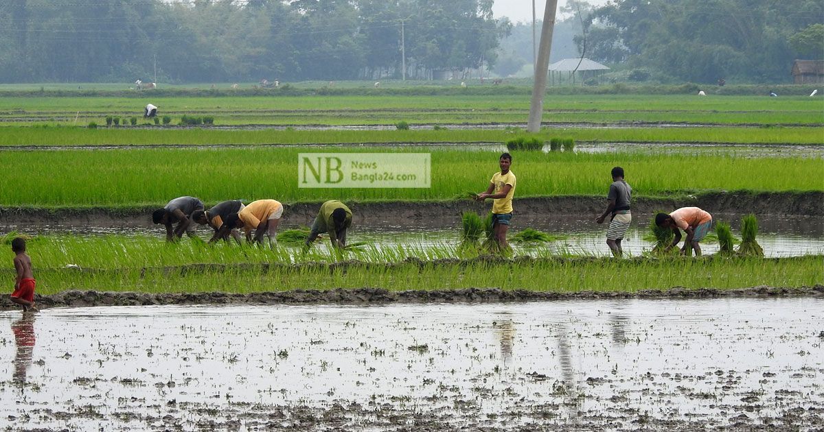 বর্ষায় নেই বৃষ্টি, সেচযন্ত্রেই ভরসা