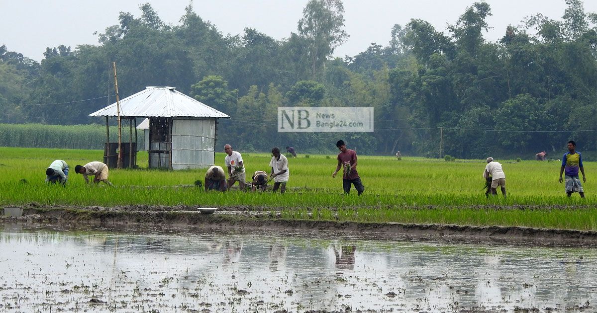 বর্ষায় নেই বৃষ্টি, সেচযন্ত্রেই ভরসা