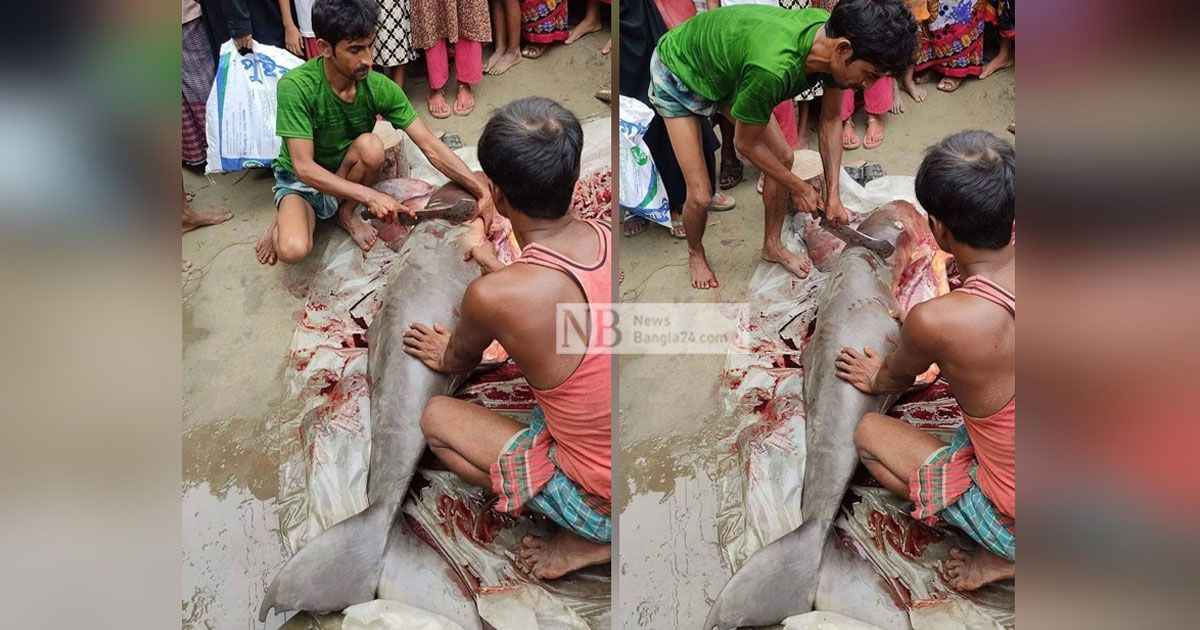 বড়শিতে আটকা শুশুক ভাগে বিক্রি