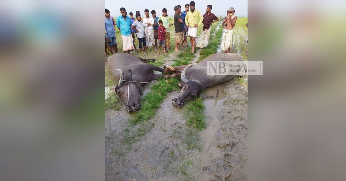 বজ্রপাতে-রাখালের-সঙ্গে-প্রাণ-গেল-২-মহিষেরও