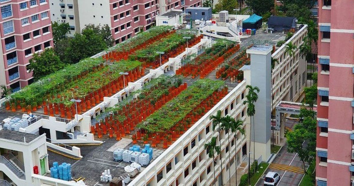 Vegetable-garden-in-multi-storey-parking-space