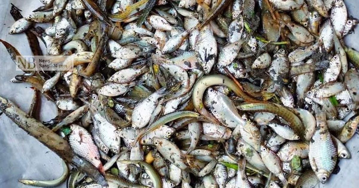 ‘দূষিত’ পানিতে মাছ ধরার ধুম