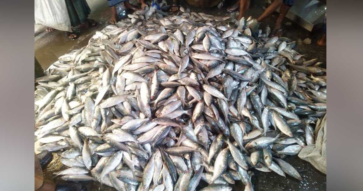 যেভাবে ১৮ লাখ টাকার ইলিশ নিয়ে ফিরল ট্রলারটি