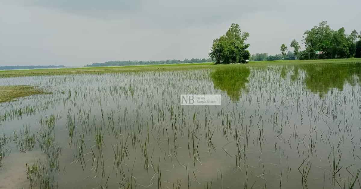 পানির নিচে আমন চারা, বিপাকে কৃষক