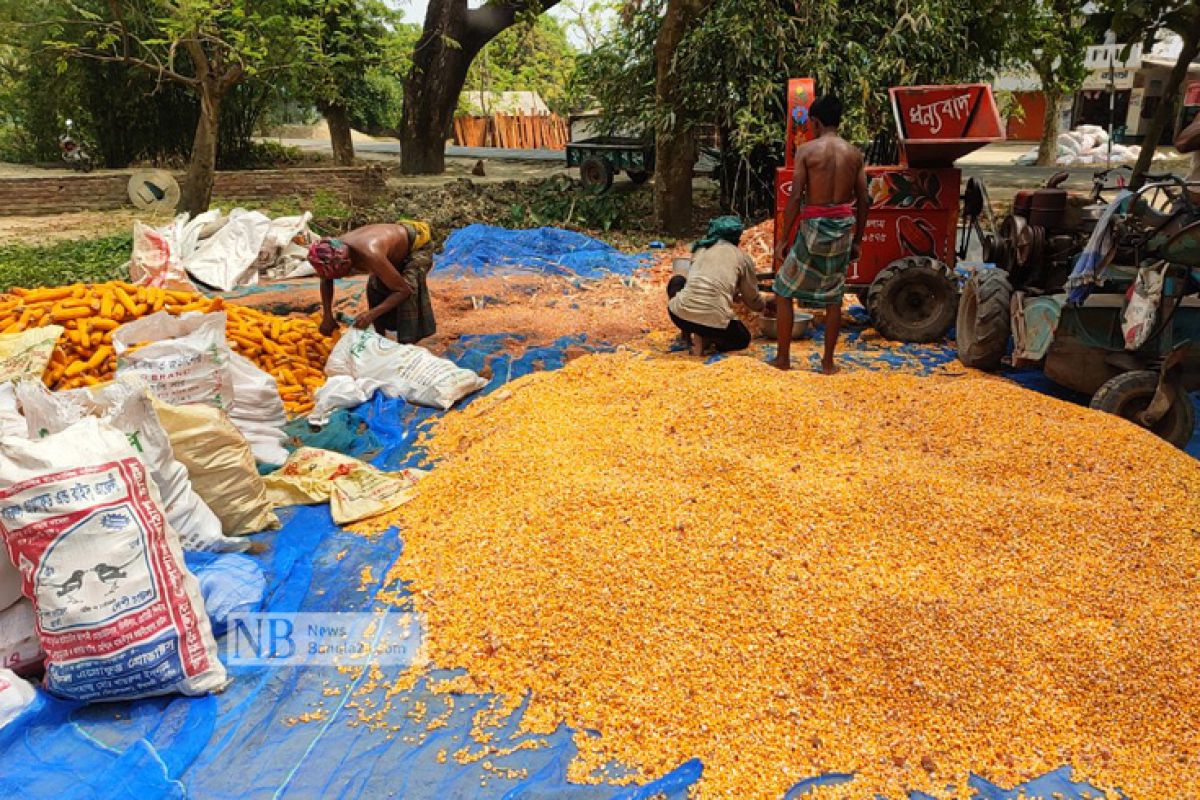 গম-ভুট্টা চাষিদের জন্য হাজার কোটি টাকার তহবিল 