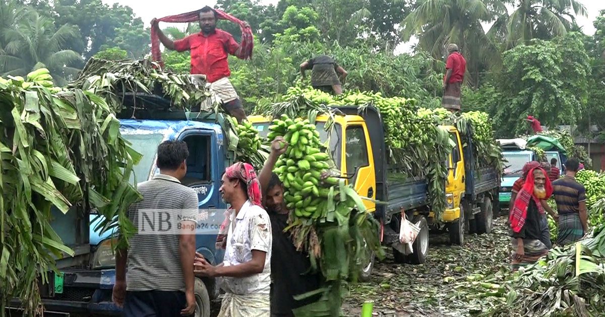 কলা চাষে লাভবান নাটোরের চাষিরা 