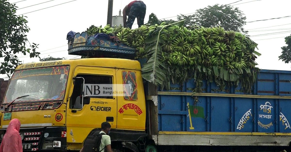 কলা চাষে লাভবান নাটোরের চাষিরা 