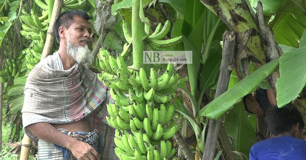 কলা-চাষে-লাভবান-নাটোরের-চাষিরা 