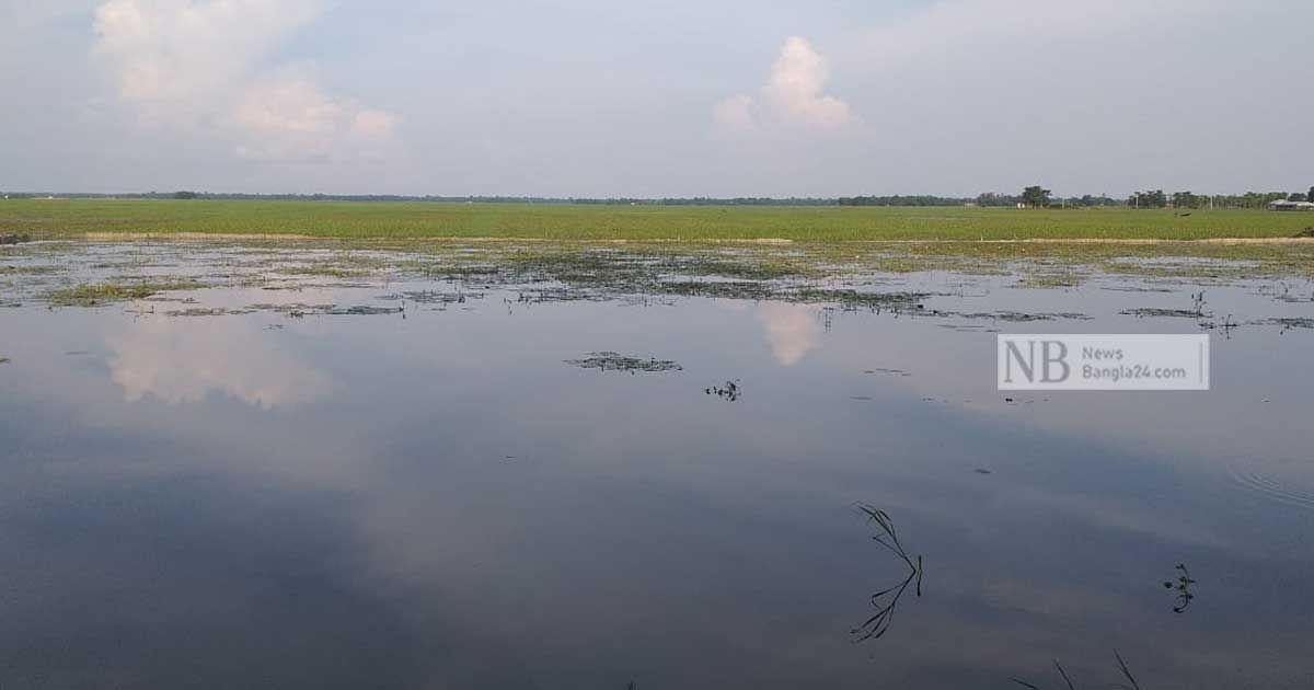 কাউয়াদিঘী-হাওরে-জলাবদ্ধতা-আমন-আবাদ-ব্যাহত