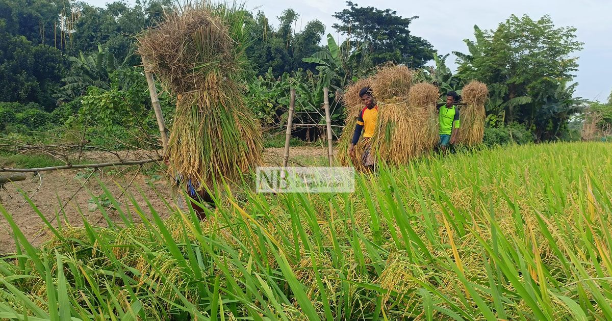 সোনালি আউশে স্বপ্ন কৃষকদের 