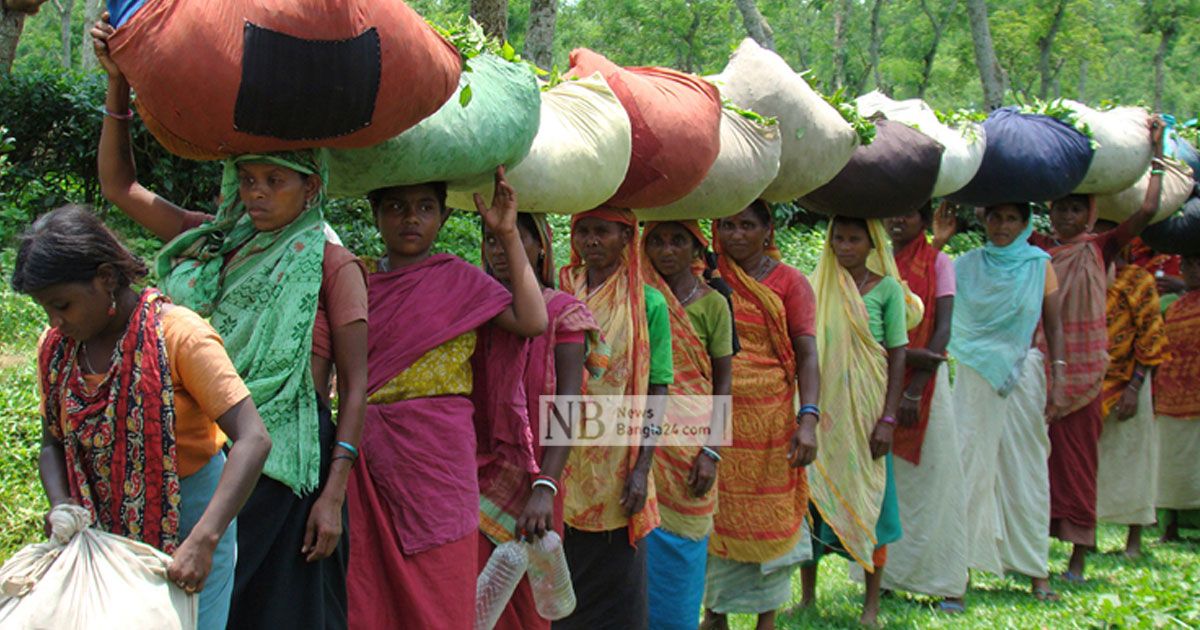 ‘দুটি পাতা একটি কুঁড়ি, শুনতে কি পাও আহাজারি’