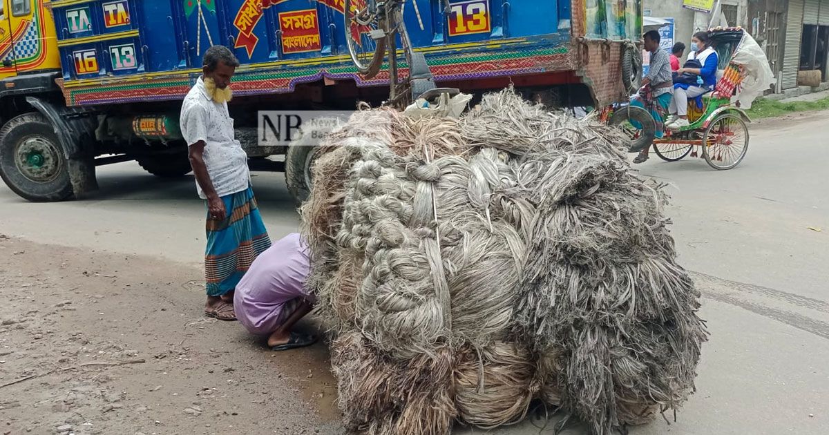 পানির অভাবে স্বপ্ন মলিন সোনালি আঁশ চাষির