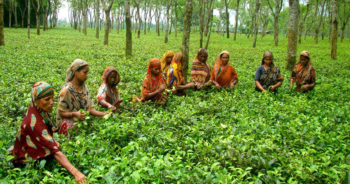 সিলেটের চা শ্রমিকদের দ্বিগুণ আয় পঞ্চগড়ের শ্রমিকদের