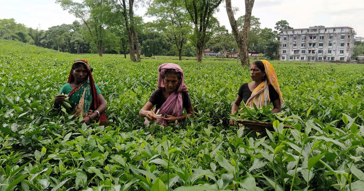 ৩০০ টাকা মজুরিতে কেন আপত্তি চা বাগান মালিকদের