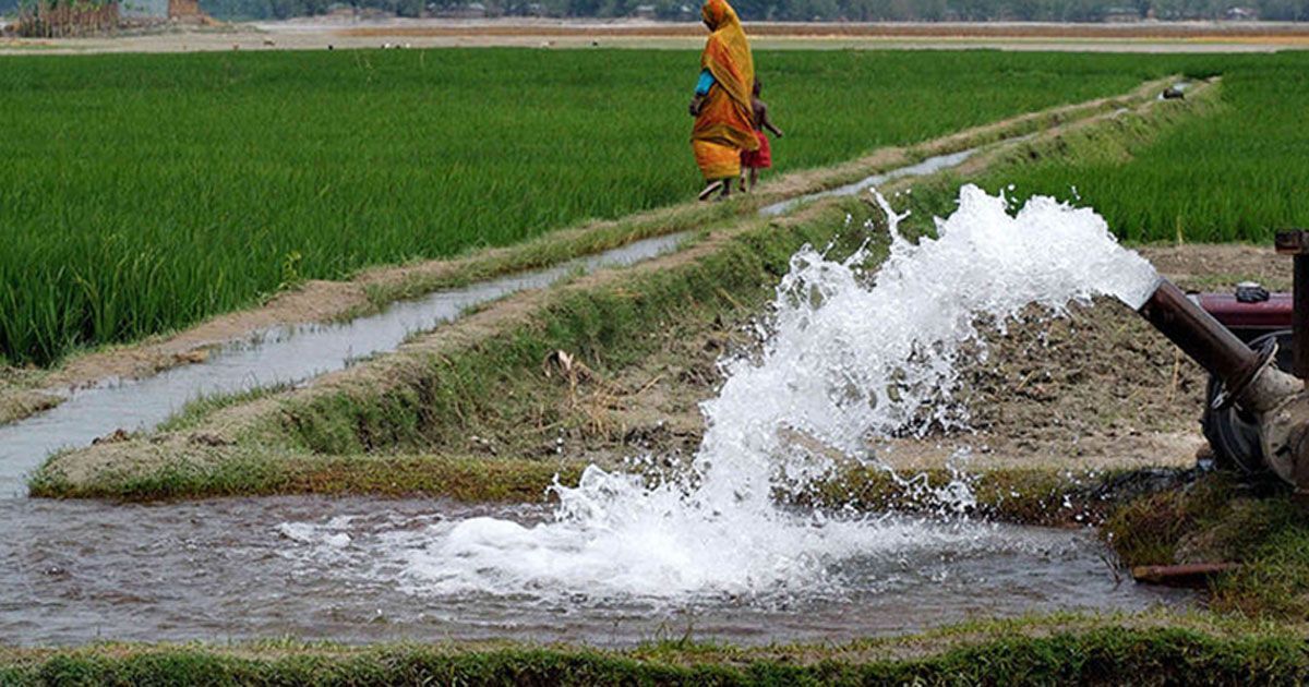 আমনের-ক্ষতি-এড়াতে-মরিয়া-সরকার