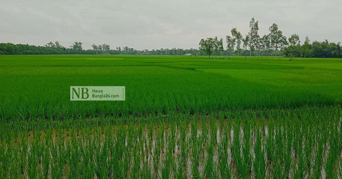 তিস্তা সেচ প্রকল্পে লাভবান কৃষকরা 